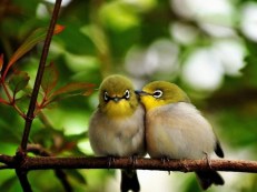 Birds_Kiss